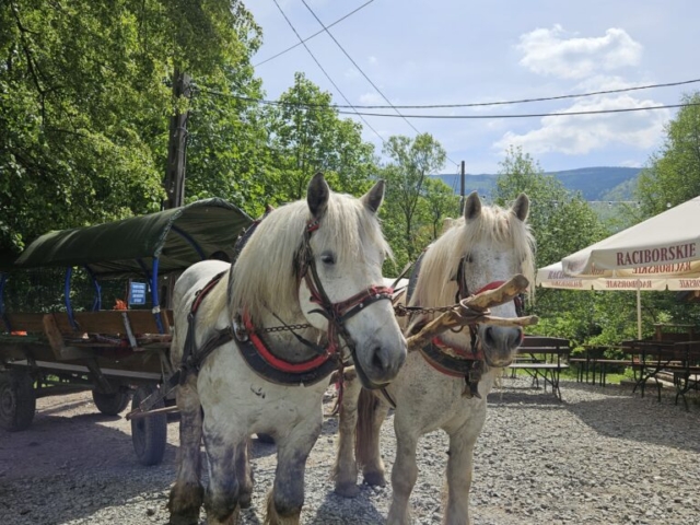 beskidzkie wycieczki po Szczyrku bryczka konne kuligi