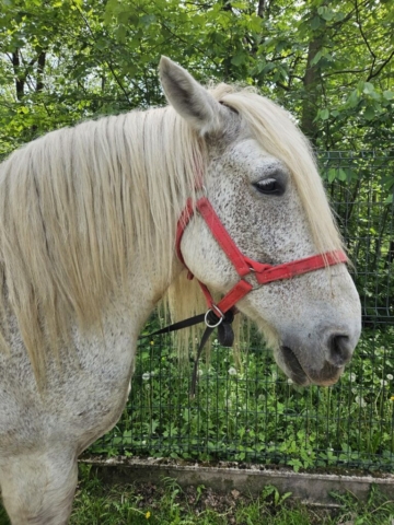 koń zimnokrwisty perszeron przejażdżka konna