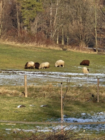 owce beskid