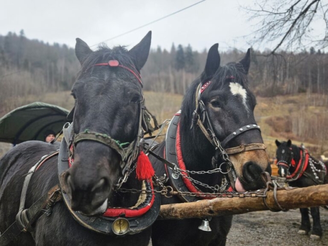 piękne kare konie w Szczyrku góralska kultura bryczki Szczyrk